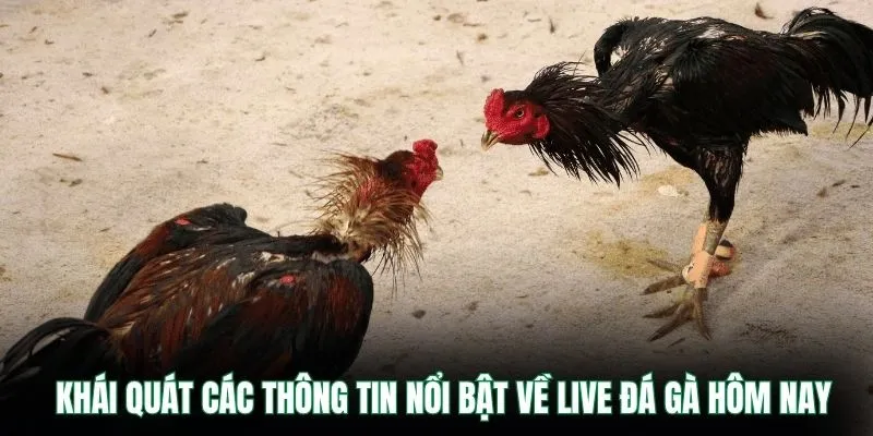 Khái quát các thông tin nổi bật về live đá gà hôm nay