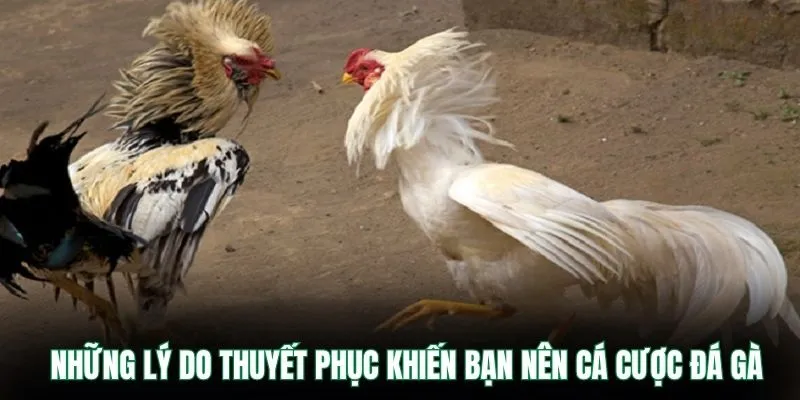 Những lý do thuyết phục khiến bạn nên cá cược đá gà