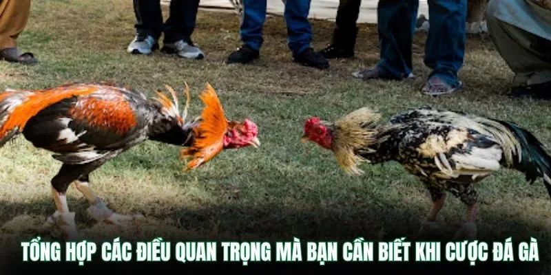 Tổng hợp các điều quan trọng mà bạn cần biết khi cược đá gà